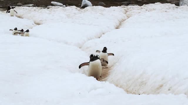 巴布亚企鹅(Pygoscelis papua)在南极冰雪中的企鹅公路上来来去去视频下载