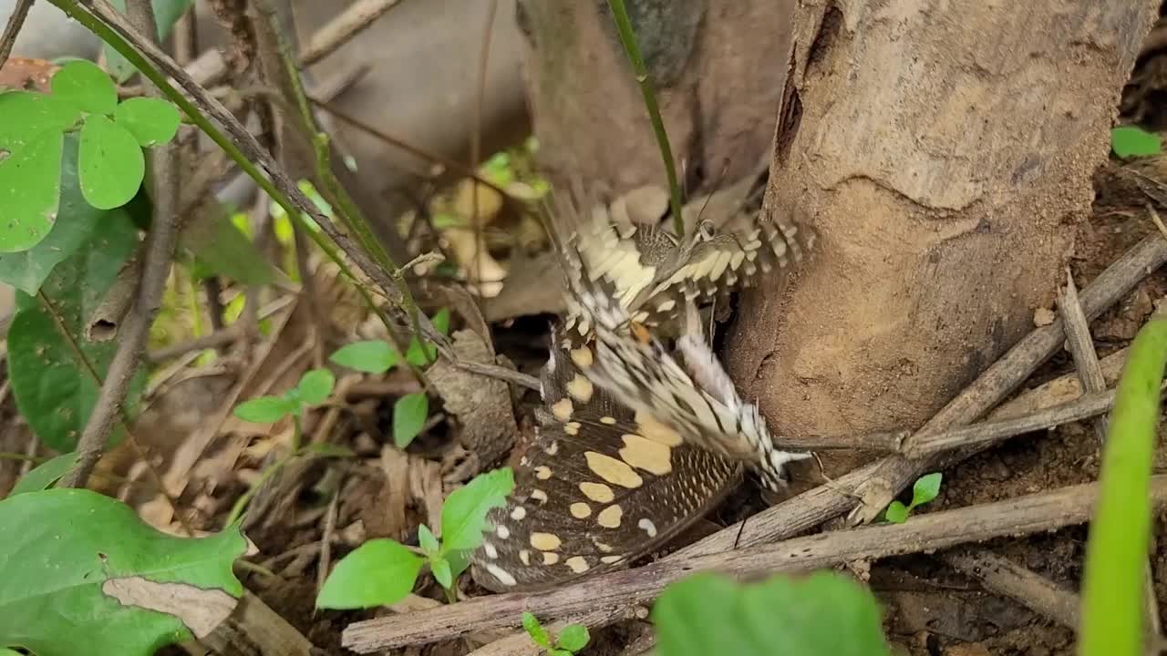 蝴蝶养殖视频素材