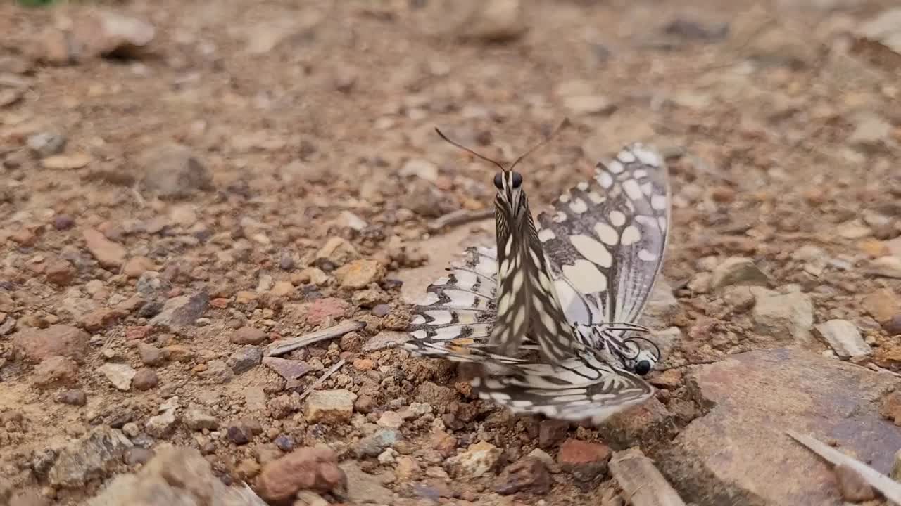 蝴蝶养殖视频素材