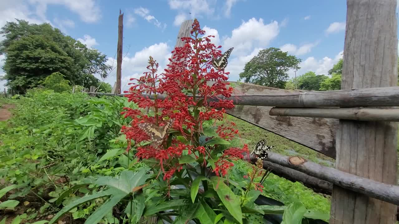 蝴蝶和花视频下载