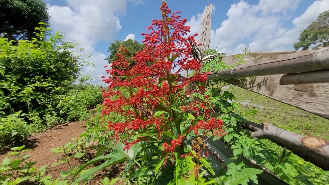 蝴蝶和花视频下载