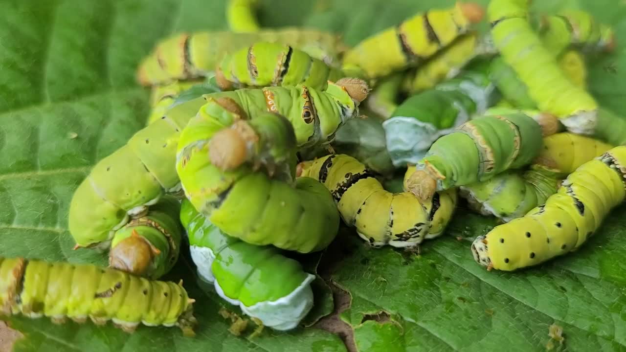 蝴蝶和花视频下载