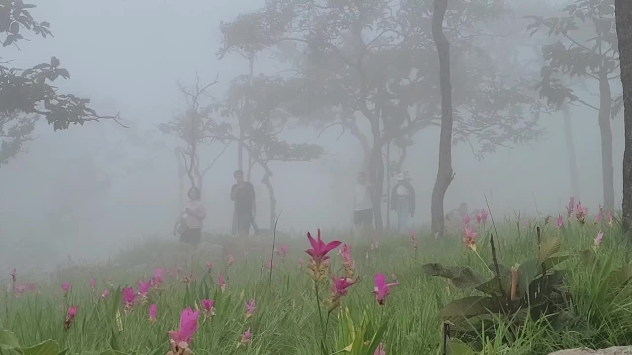 在大自然中散步的游客视频下载