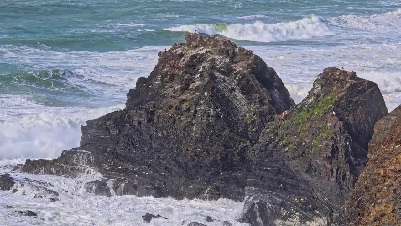 白鹳在葡萄牙阿尔加维奥德赛塞海岸的悬崖上筑巢。视频下载