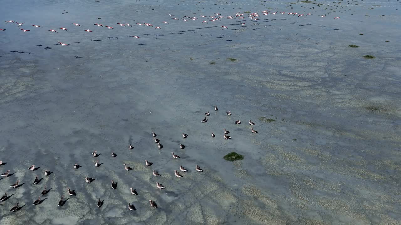 一群火烈鸟
火烈鸟群居，是一个相互依存的社会。它们在浅湖里觅食和生活。他们自由地飞翔，在大自然母亲的爱中寻求庇护视频素材