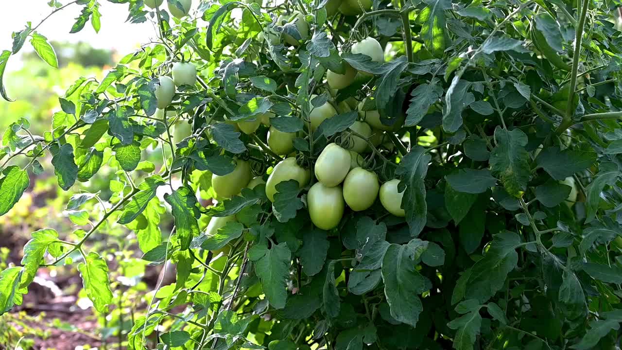 温室里生长的绿番茄(茄属番茄)。视频素材