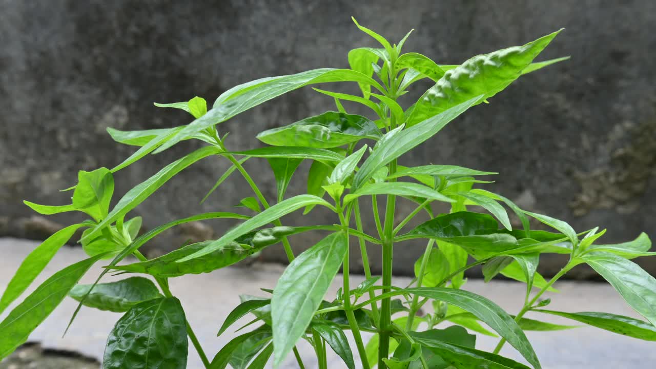 穿心莲植物。视频素材