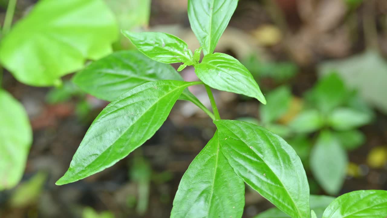 穿心莲植物。视频下载