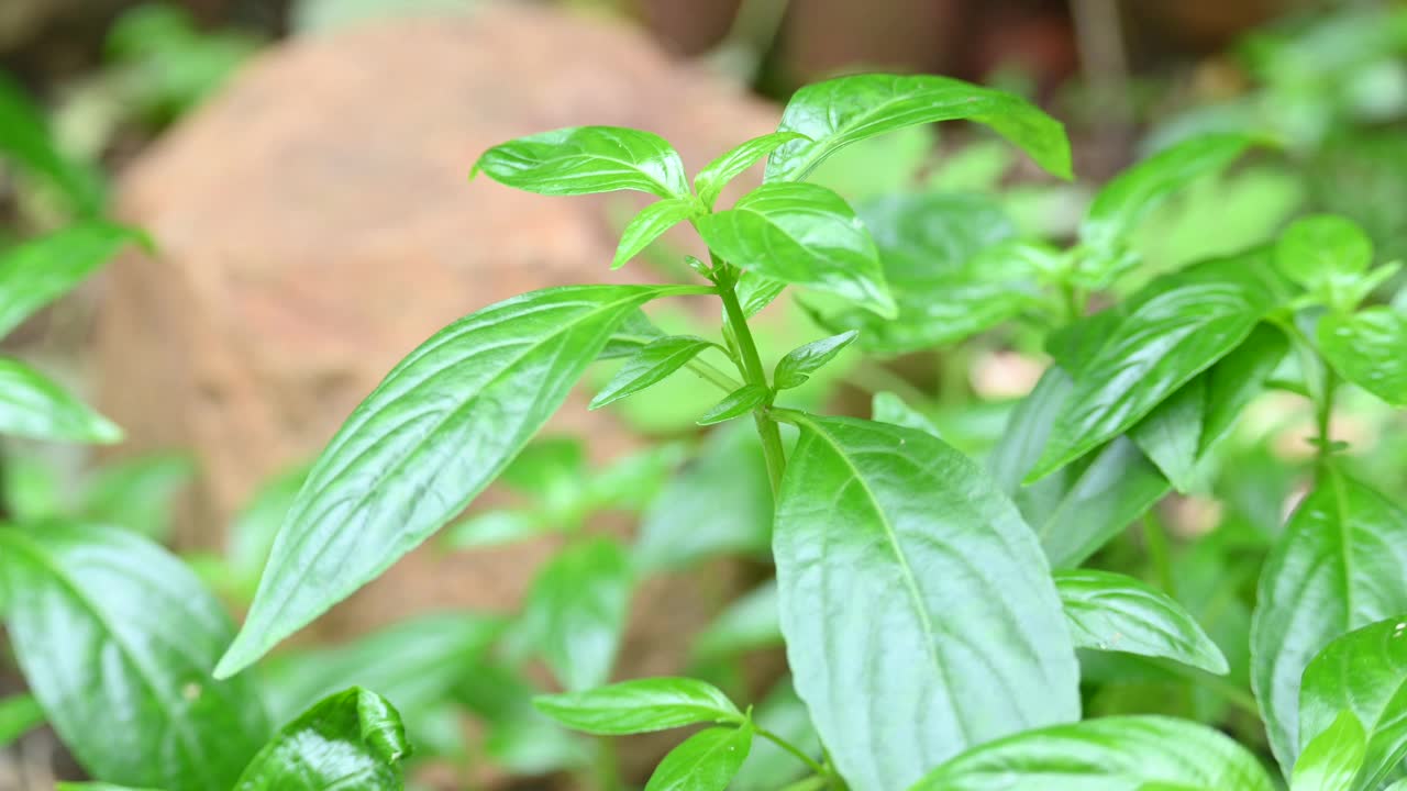 穿心莲植物。视频素材