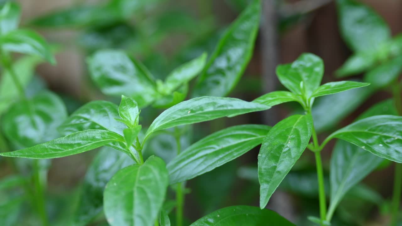 穿心莲植物。视频下载