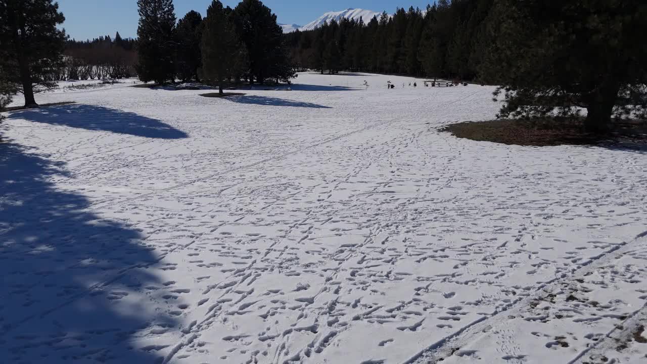 雪林间空地上各种动物和鸟类的痕迹视频下载