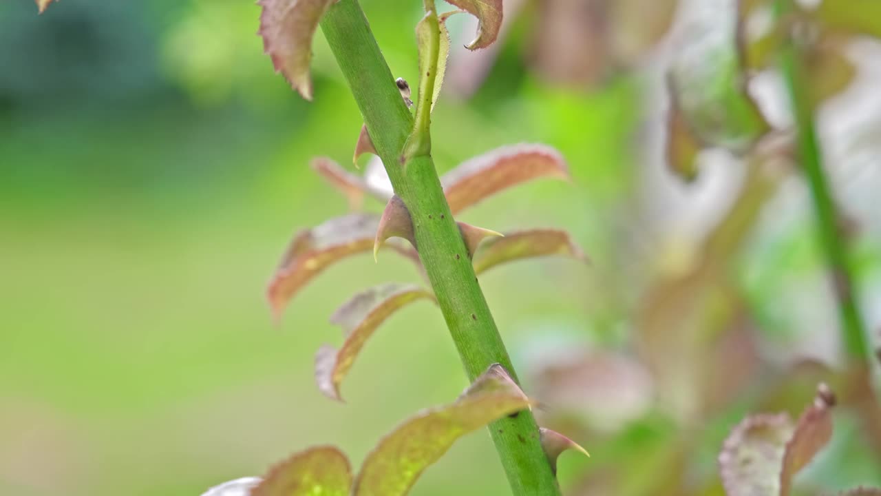 花园玫瑰灌木，在粗花茎上有尖锐的刺状刺视频下载