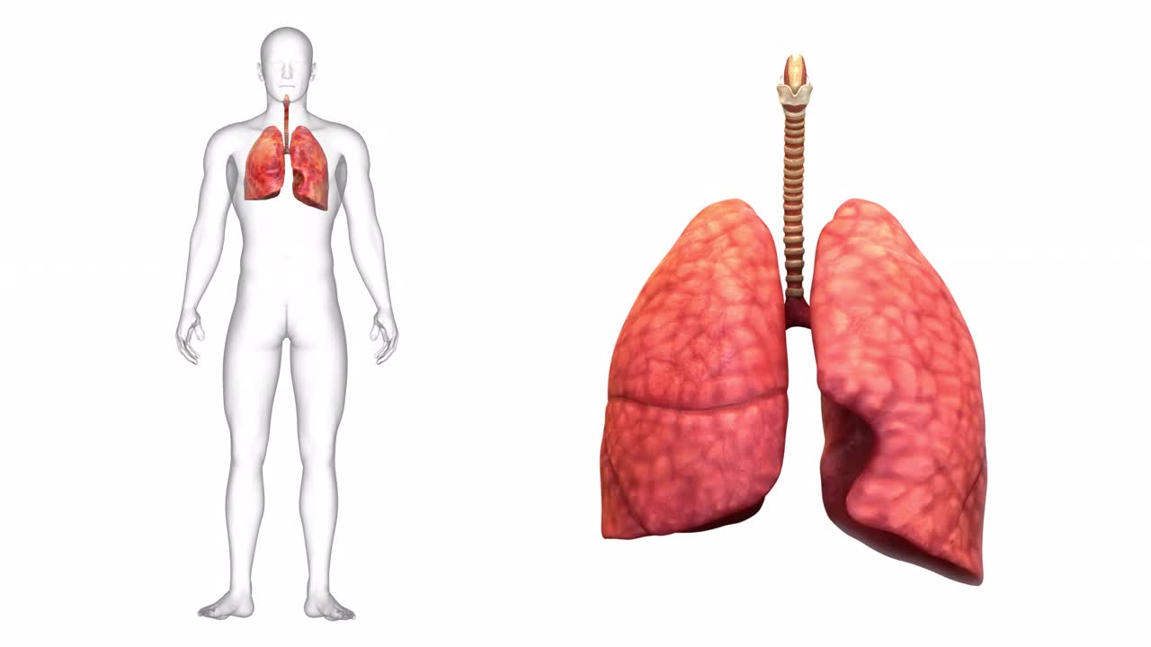 人体呼吸系统肺解剖动画概念视频下载