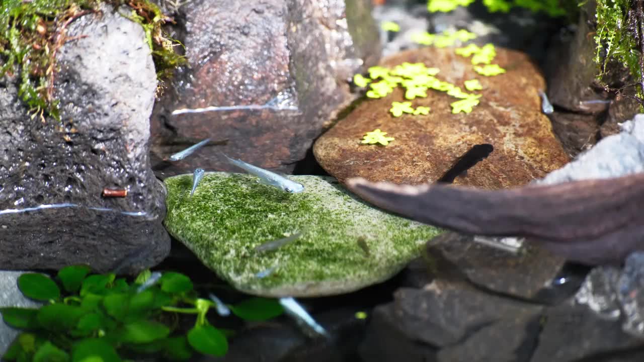 阳光明媚的一天，在生态圈和可爱的鳉鱼在一起视频素材