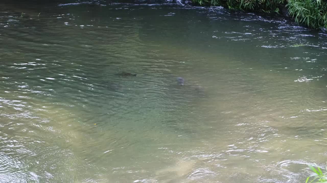 河里的鲤鱼在没有水流的安全地方避难视频素材