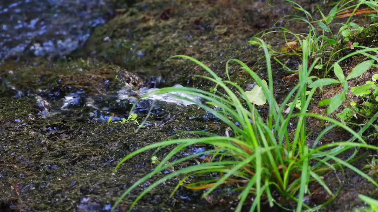 可爱的植物生长在河里视频素材