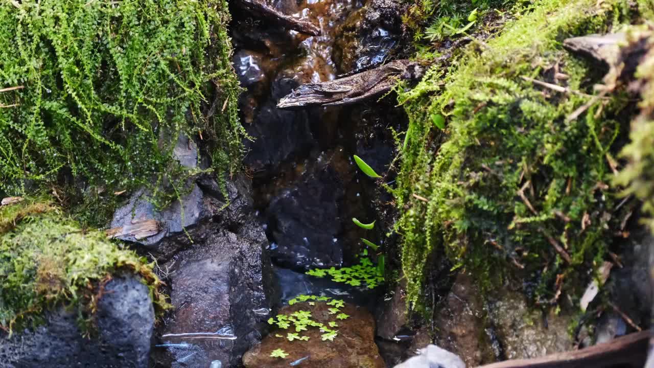 有瀑布的池塘风景视频素材