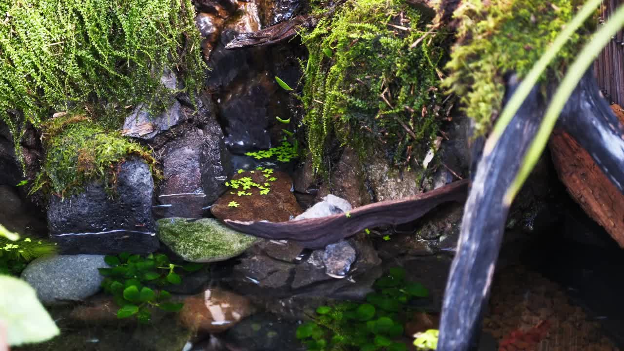 瀑布和鳉鱼池视频素材