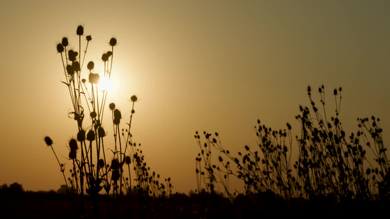 夕阳映衬下的马尾松视频下载