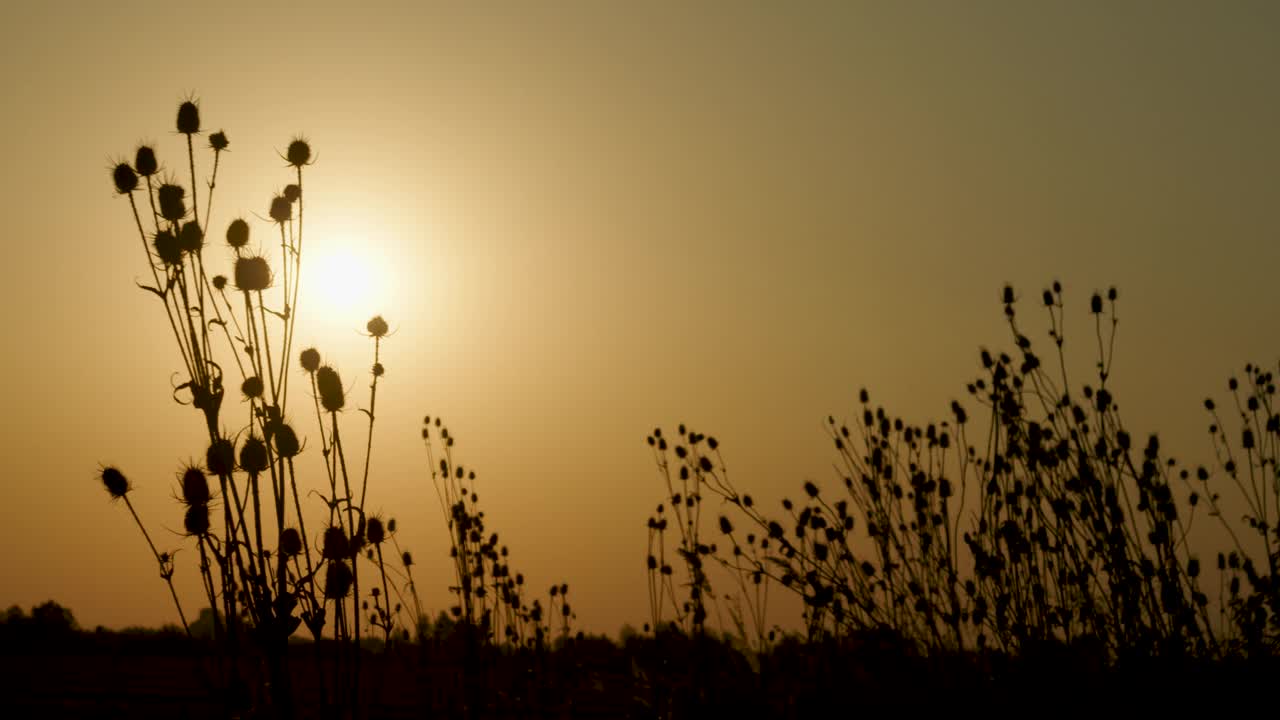 夕阳映衬下的马尾松视频素材