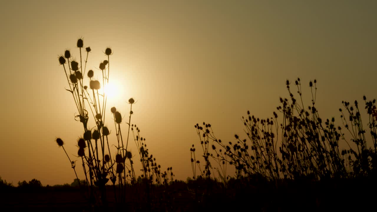 夕阳映衬下的马尾松视频素材