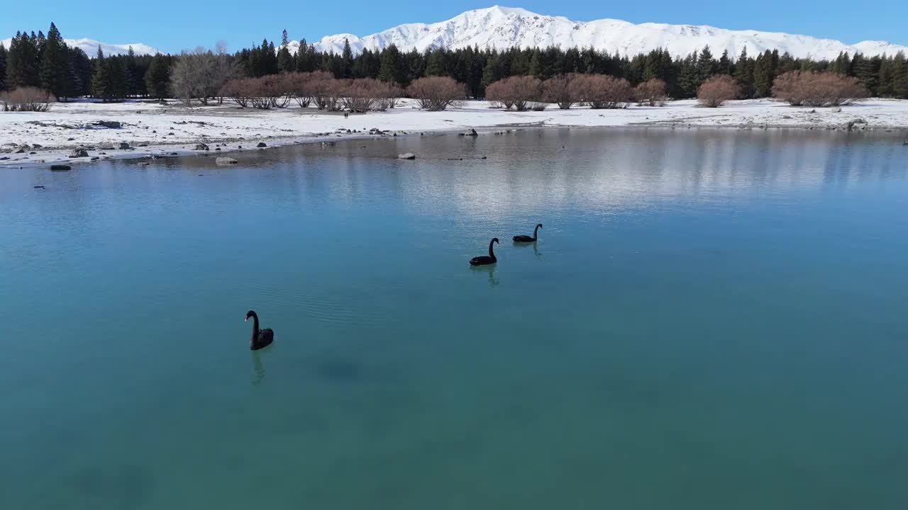 在霜冻的日子里，黑天鹅在蒂卡波湖享受清澈的湖水视频素材