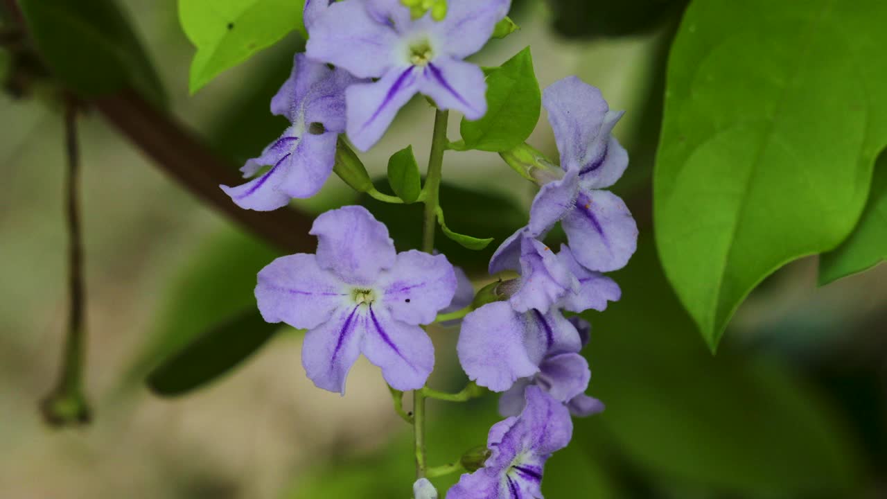 白天在花园里盛开的金色露珠花(Duranta erecta)的特写镜头视频素材