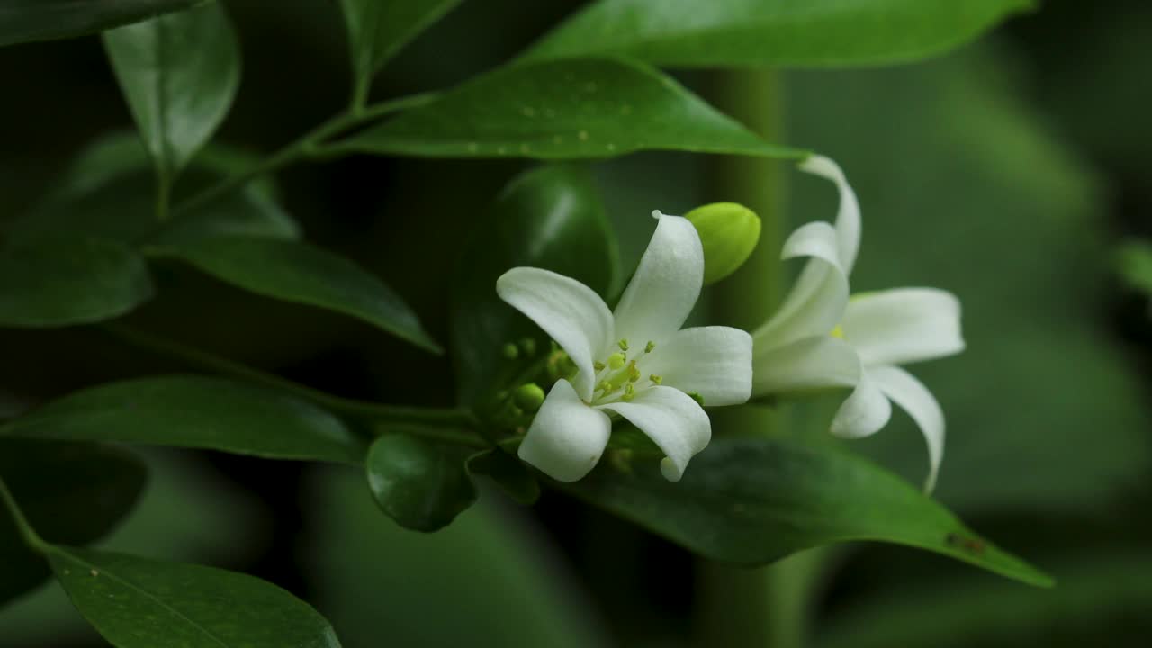 蚂蚁在花园中橙色茉莉花的绿叶上行走的特写镜头视频素材