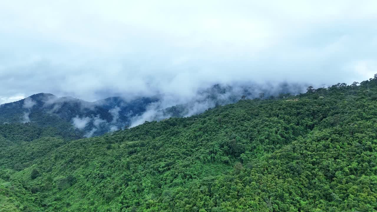 无人机在泰国南的原始丛林热带雨林上空拍摄。鸟瞰图，移动在一个热带雨林树冠在一个缓慢的步伐美丽的绿色自然背景的热带森林。视频下载