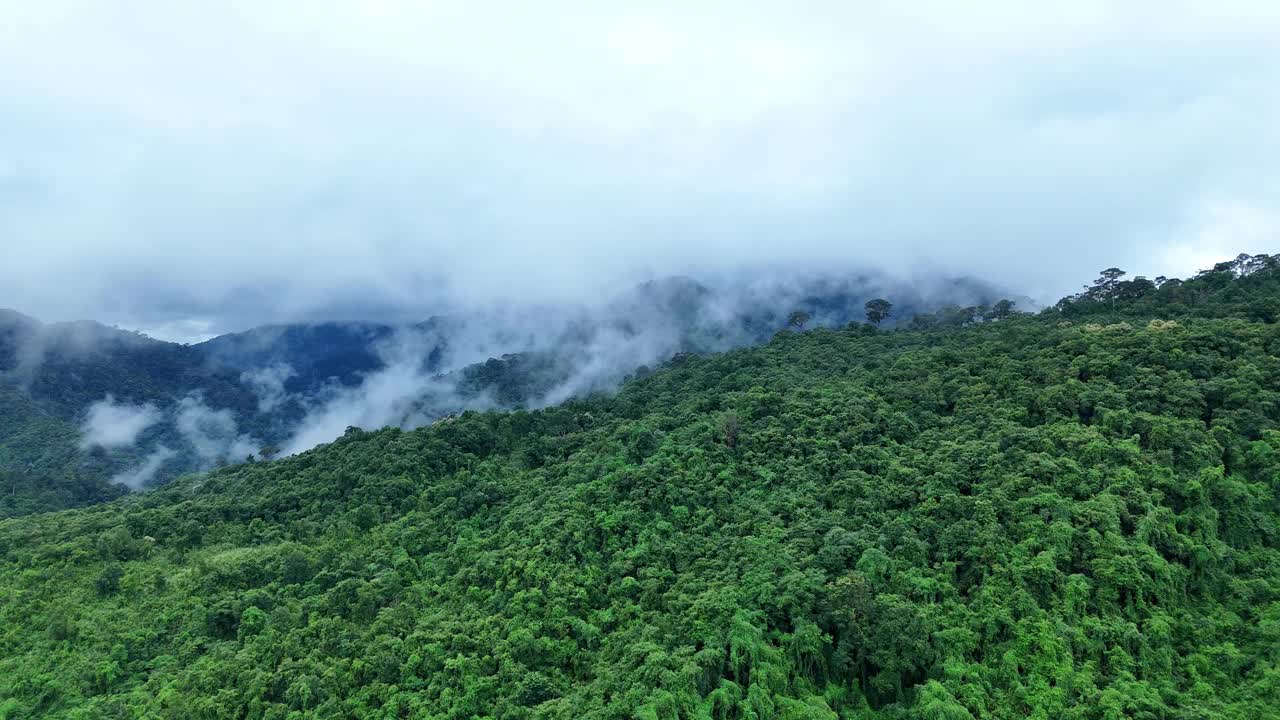 无人机在泰国南的原始丛林热带雨林上空拍摄。鸟瞰图，移动在一个热带雨林树冠在一个缓慢的步伐美丽的绿色自然背景的热带森林。视频下载