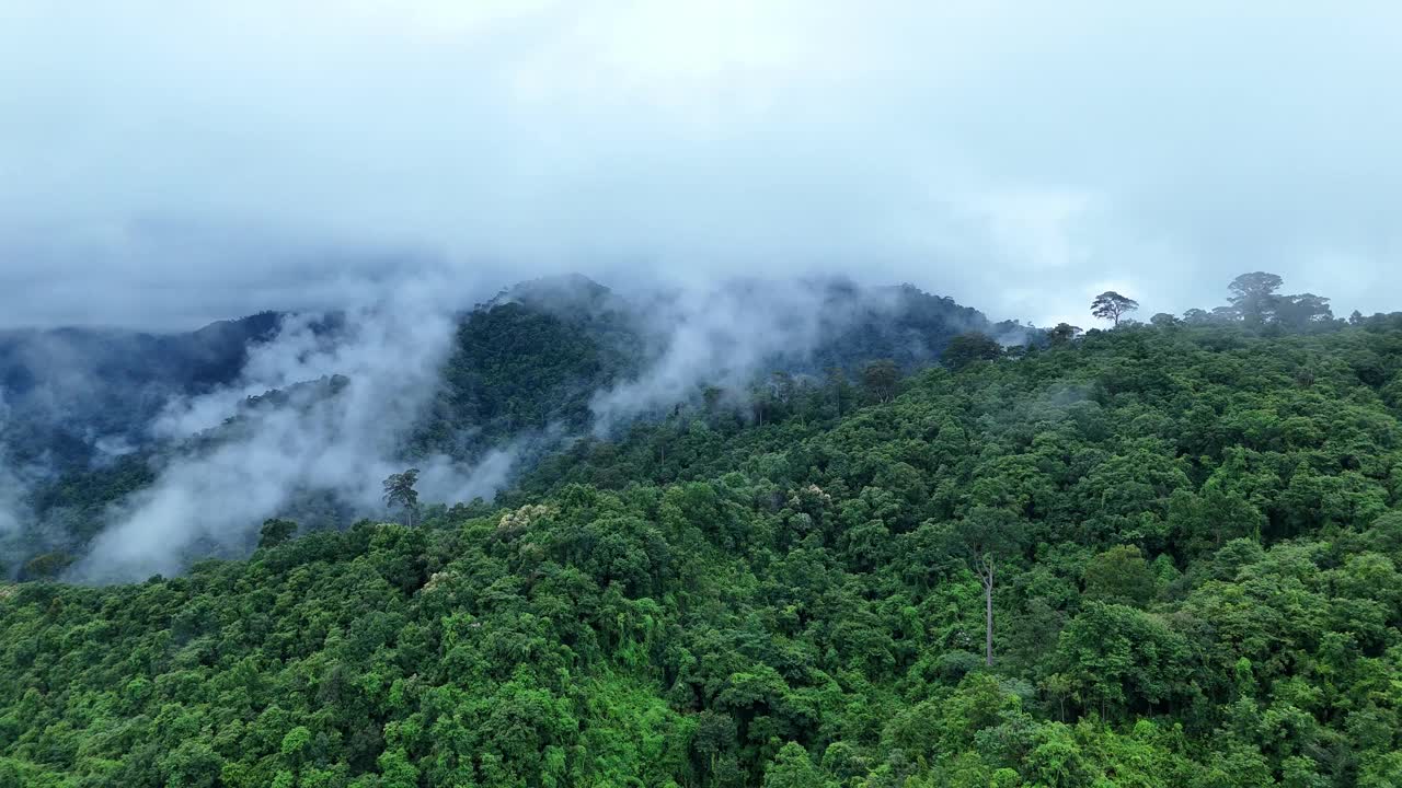 无人机在泰国南的原始丛林热带雨林上空拍摄。鸟瞰图，移动在一个热带雨林树冠在一个缓慢的步伐美丽的绿色自然背景的热带森林。视频下载