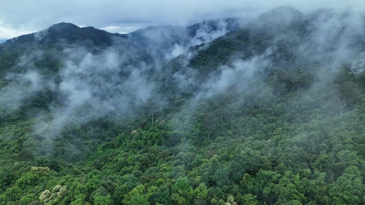 无人机在泰国南的原始丛林热带雨林上空拍摄。鸟瞰图，移动在一个热带雨林树冠在一个缓慢的步伐美丽的绿色自然背景的热带森林。视频下载