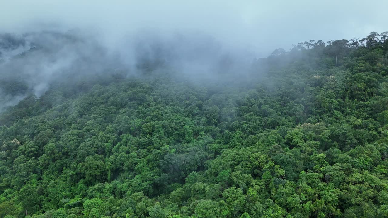 无人机在泰国南的原始丛林热带雨林上空拍摄。鸟瞰图，移动在一个热带雨林树冠在一个缓慢的步伐美丽的绿色自然背景的热带森林。视频下载