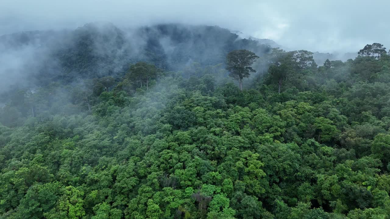 无人机在泰国南的原始丛林热带雨林上空拍摄。鸟瞰图，移动在一个热带雨林树冠在一个缓慢的步伐美丽的绿色自然背景的热带森林。视频下载