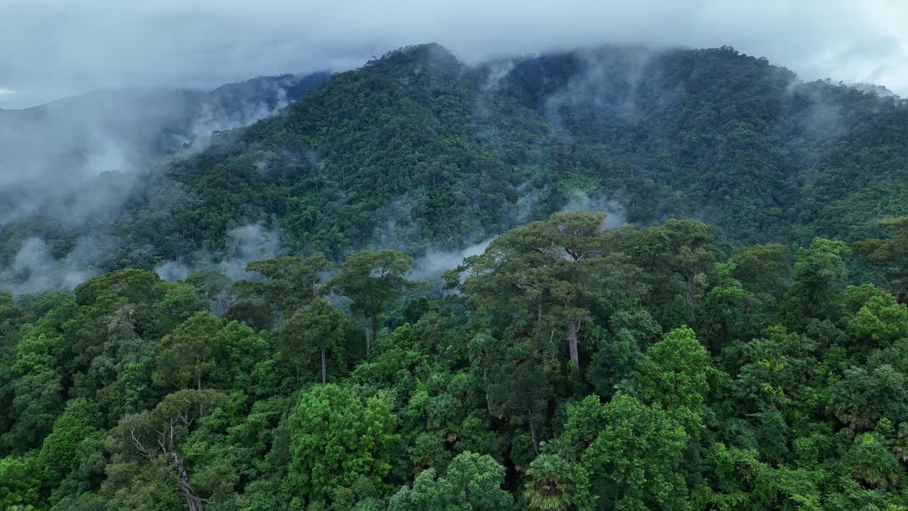 无人机在泰国南的原始丛林热带雨林上空拍摄。鸟瞰图，移动在一个热带雨林树冠在一个缓慢的步伐美丽的绿色自然背景的热带森林。视频下载