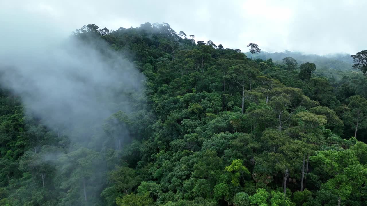 无人机在泰国南的原始丛林热带雨林上空拍摄。鸟瞰图，移动在一个热带雨林树冠在一个缓慢的步伐美丽的绿色自然背景的热带森林。视频下载