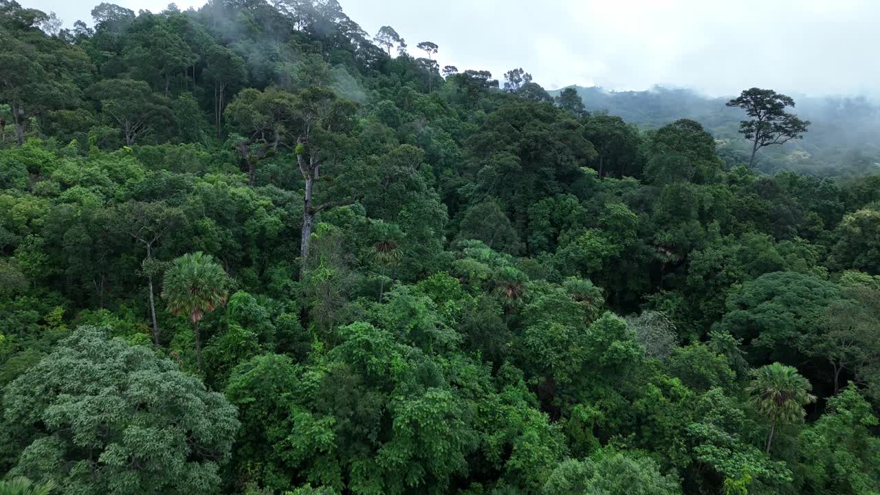 无人机在泰国南的原始丛林热带雨林上空拍摄。鸟瞰图，移动在一个热带雨林树冠在一个缓慢的步伐美丽的绿色自然背景的热带森林。视频下载