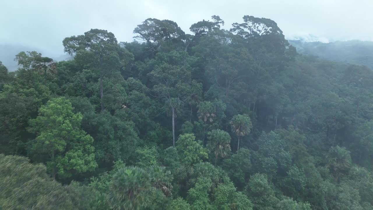 无人机在泰国南的原始丛林热带雨林上空拍摄。鸟瞰图，移动在一个热带雨林树冠在一个缓慢的步伐美丽的绿色自然背景的热带森林。视频下载