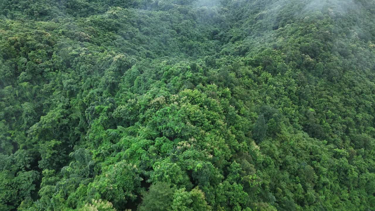 无人机在泰国南的原始丛林热带雨林上空拍摄。鸟瞰图，移动在一个热带雨林树冠在一个缓慢的步伐美丽的绿色自然背景的热带森林。视频下载