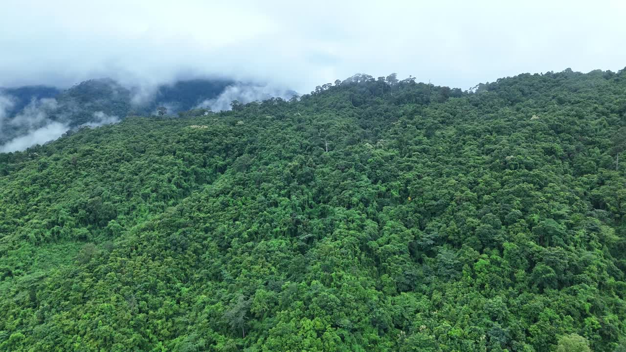 无人机在泰国南的原始丛林热带雨林上空拍摄。鸟瞰图，移动在一个热带雨林树冠在一个缓慢的步伐美丽的绿色自然背景的热带森林。视频素材