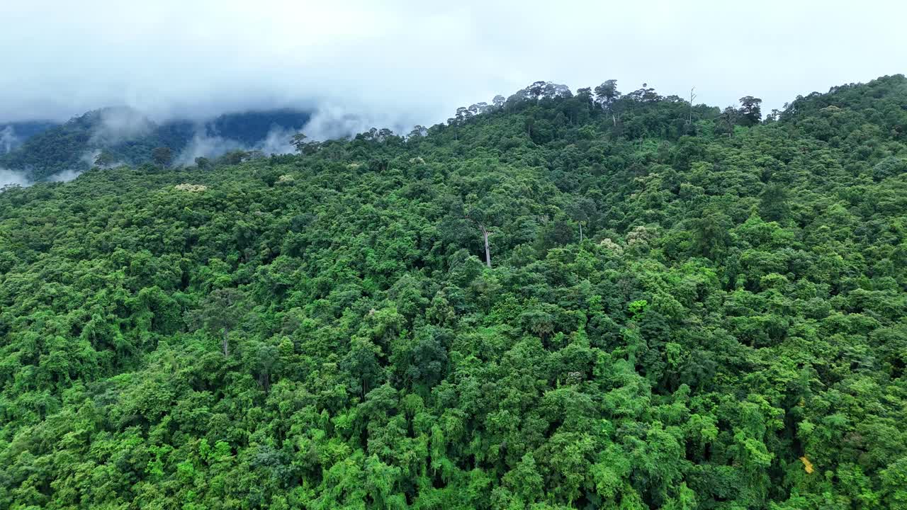 无人机在泰国南的原始丛林热带雨林上空拍摄。鸟瞰图，移动在一个热带雨林树冠在一个缓慢的步伐美丽的绿色自然背景的热带森林。视频下载