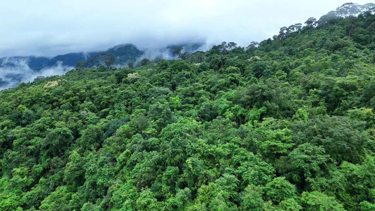 无人机在泰国南的原始丛林热带雨林上空拍摄。鸟瞰图，移动在一个热带雨林树冠在一个缓慢的步伐美丽的绿色自然背景的热带森林。视频下载