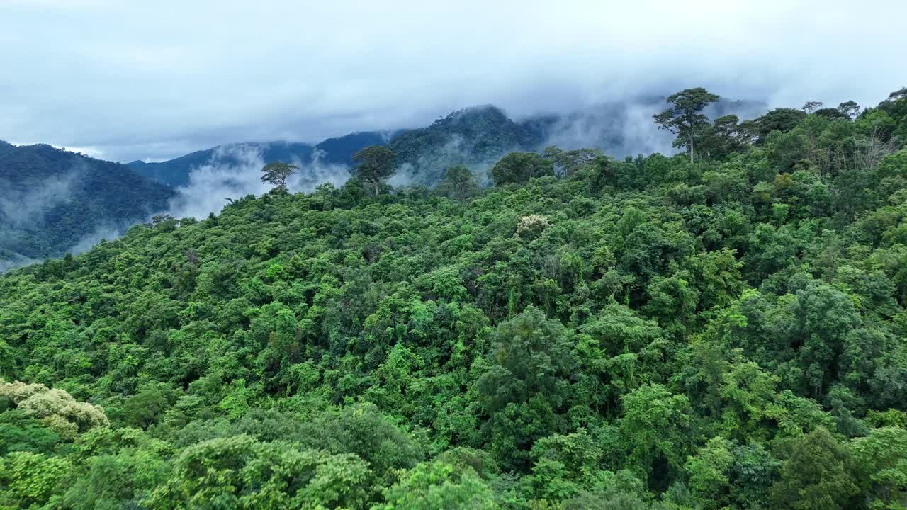 无人机在泰国南的原始丛林热带雨林上空拍摄。鸟瞰图，移动在一个热带雨林树冠在一个缓慢的步伐美丽的绿色自然背景的热带森林。视频下载