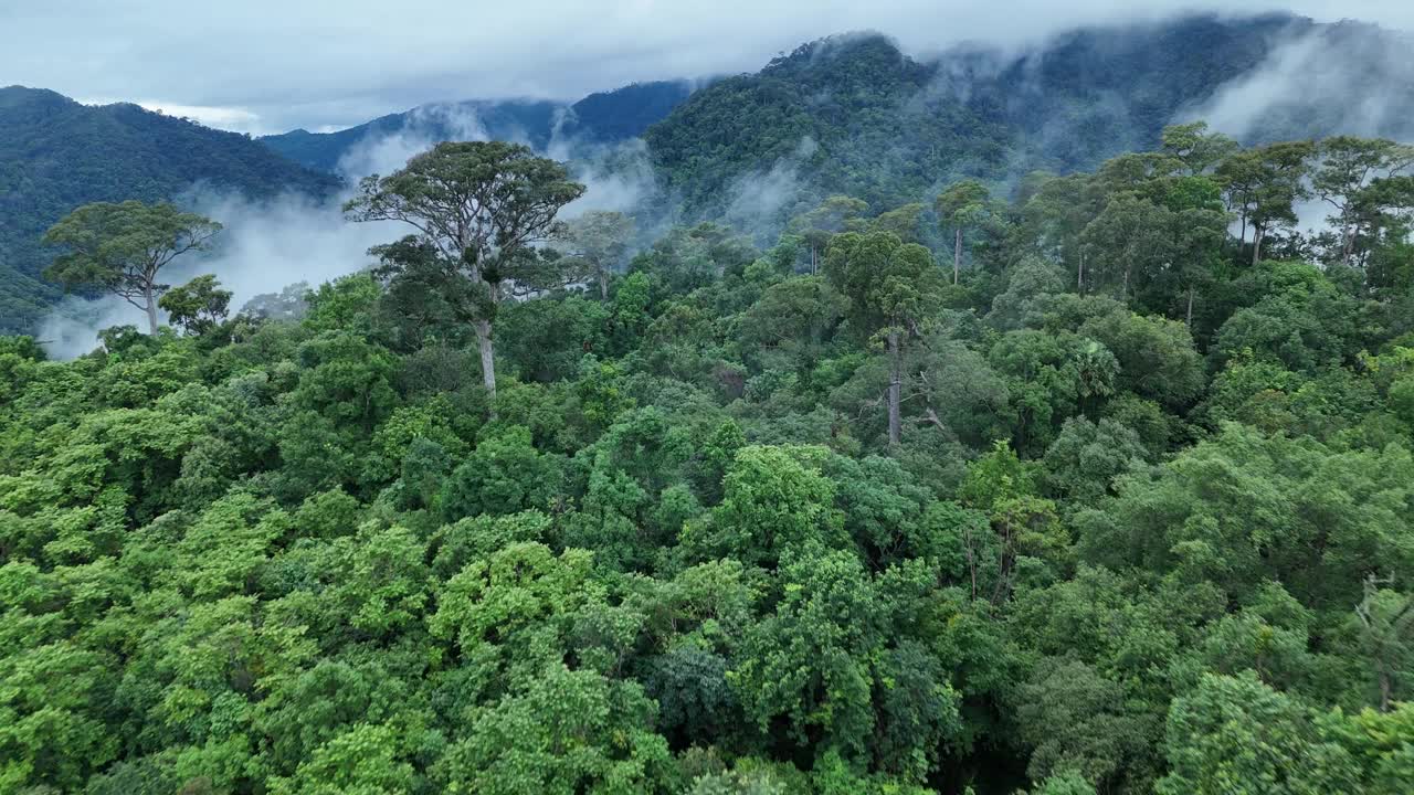 无人机在泰国南的原始丛林热带雨林上空拍摄。鸟瞰图，移动在一个热带雨林树冠在一个缓慢的步伐美丽的绿色自然背景的热带森林。视频下载