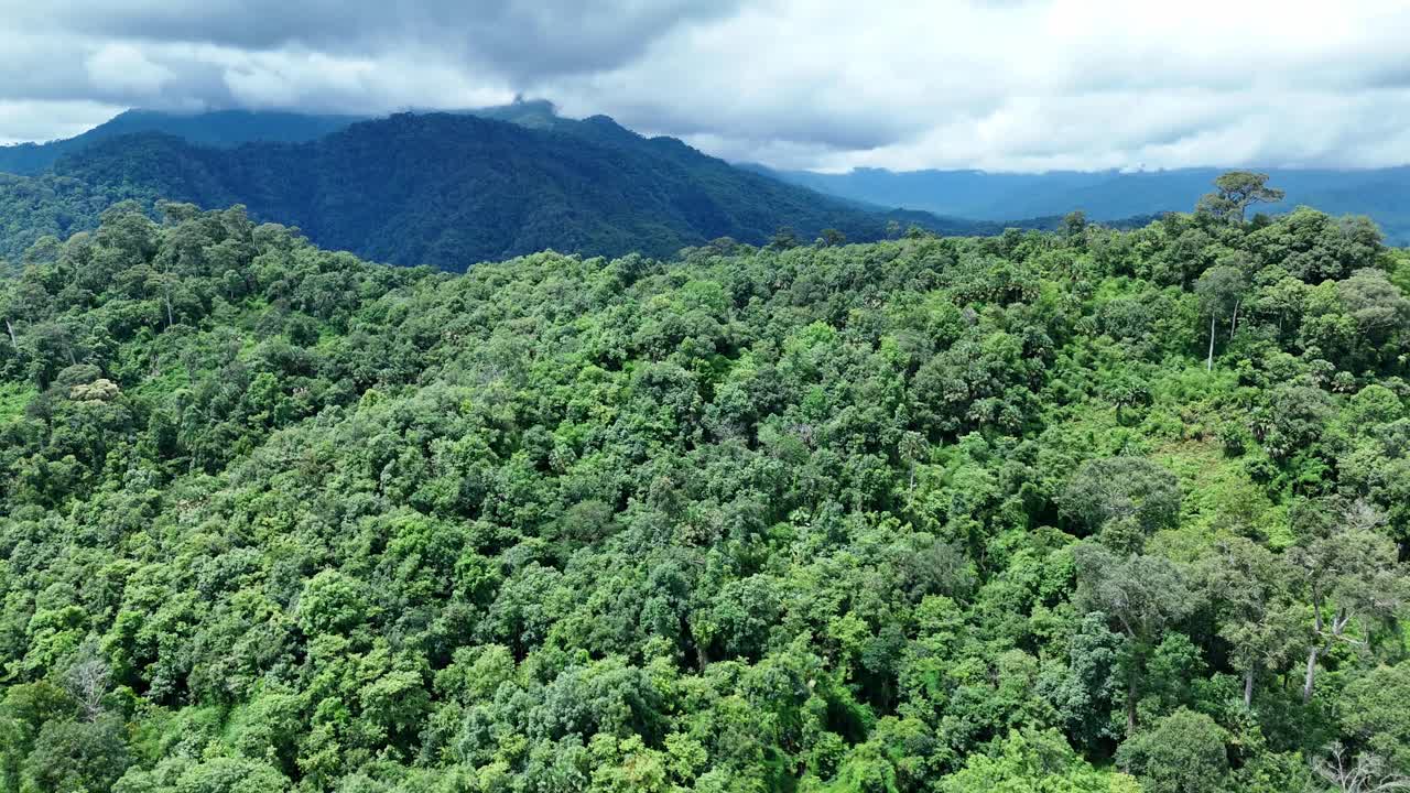 无人机在泰国南的原始丛林热带雨林上空拍摄。鸟瞰图，移动在一个热带雨林树冠在一个缓慢的步伐美丽的绿色自然背景的热带森林。视频下载