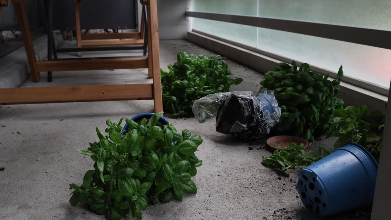 盆栽植物躺在阳台地板上，强风暴后建立视频下载