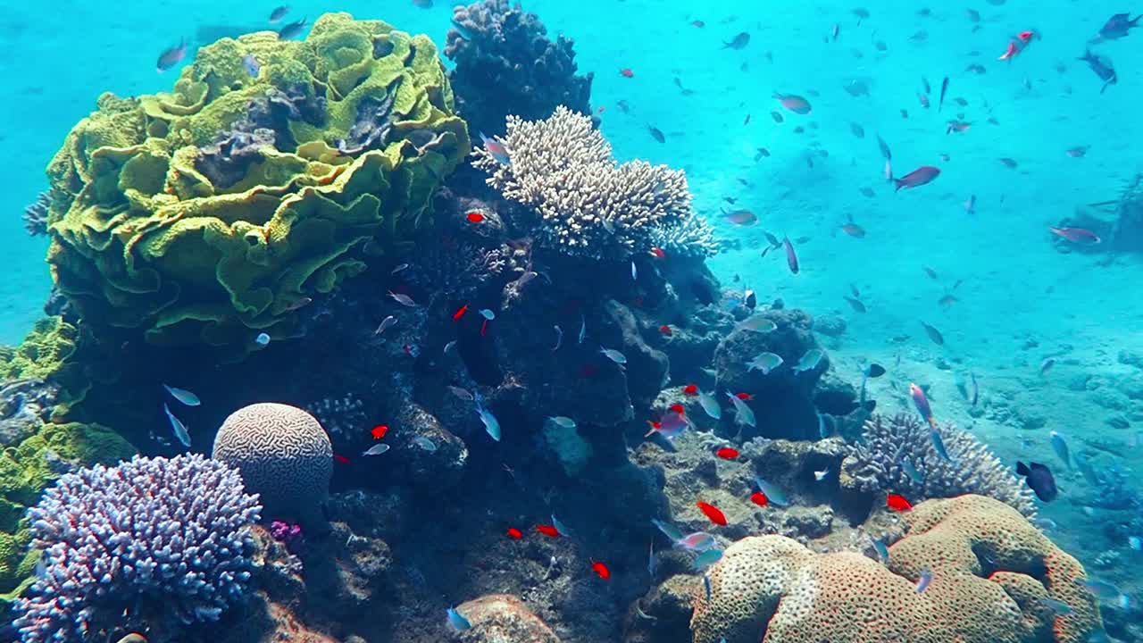 丰富多彩的自然生物多样性的外来鱼类栖息在海洋生态系统的珊瑚礁视频下载