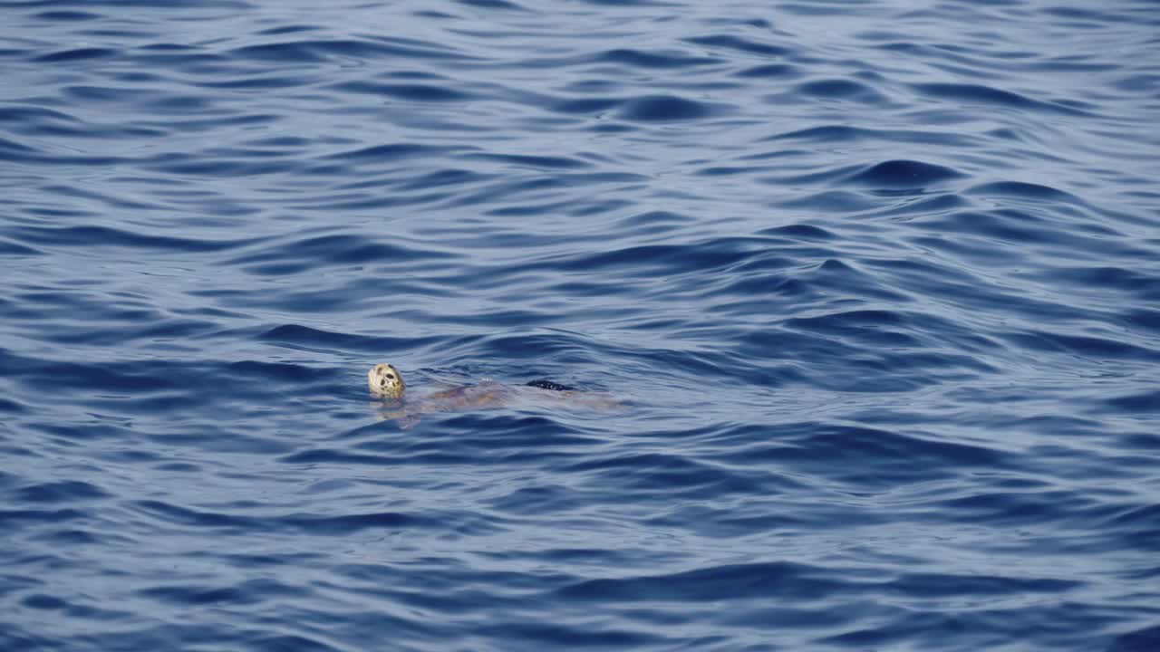 孤独的海龟漂浮在海面上视频素材