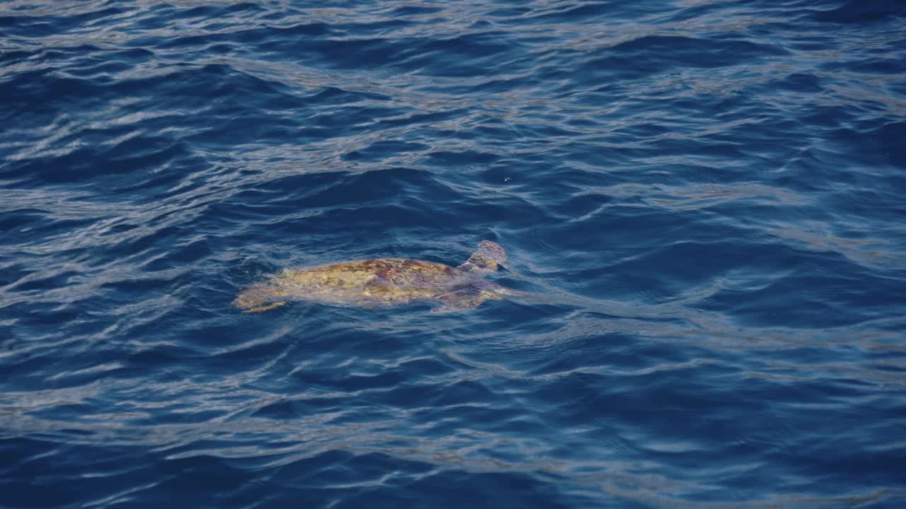 海龟在海浪中滑行视频下载