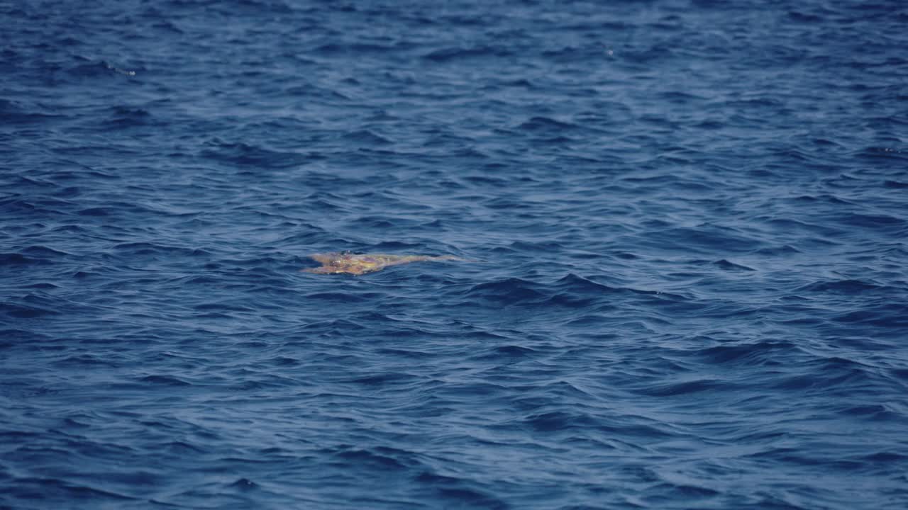 海龟在平静的海面上视频素材